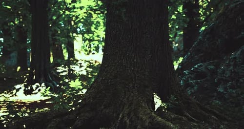 Majestic Forest with Towering Trees and Sunlight Through Leaves