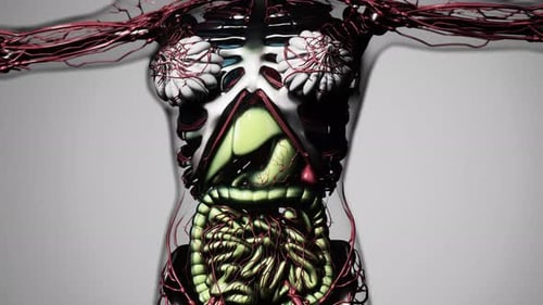 Detailed 3D Animation of Human Torso Internal Organs and Circulatory System