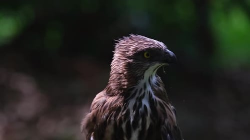 Pinskers Habichtsadler Nisaet schaut scharf nach rechts und dreht dann den Kopf, um sein Wappen freizulegen