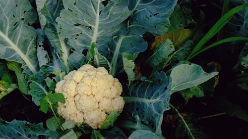 Blumenkohl im Garten ernten: Selektiver Fokus