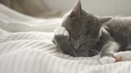 Grey Cat Grooms Itself on Bed
