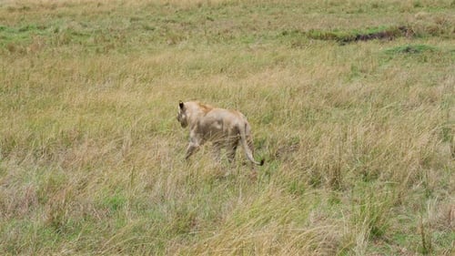 Lioness Walking Through Tall Grass in Savanna
