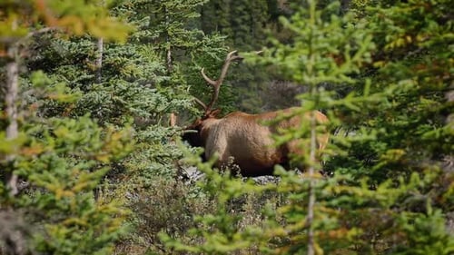 Elk male bull polishes his antlers during rutting season in scenic Jasper, Alberta.