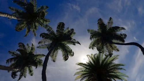 Ansicht von unten auf Palmen im Wind 3D-Render Seamless Loop