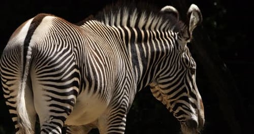 Grevy's zebra (Equus grevyi), also known commonly as the imperial zebra