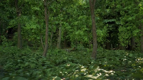A Lush Green Forest Filled with Lots of Trees