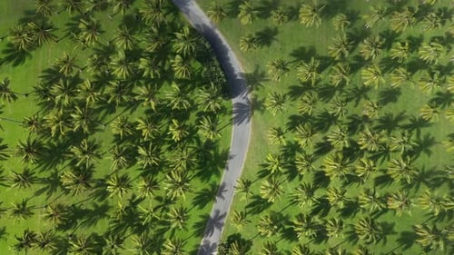 Plam and coconut tree plantation with road in the middle. Beautiful touristic tropical destination w