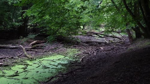 Ein trockener Bach im Wald. Umgestürzte Bäume und Stöcke. Grünalgen. Dunkel.