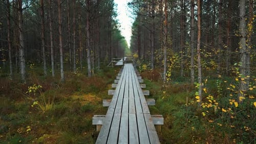 Boardwalk Into Forest Aerial View of Straight Boardwalk Disappearing Into Pine Forest During Autumn