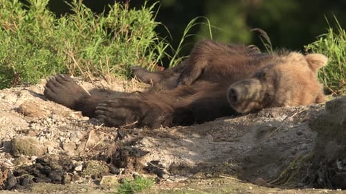 Brown Bear scouting for Salmon fish in a river stream at Kamchatka, Russian federation