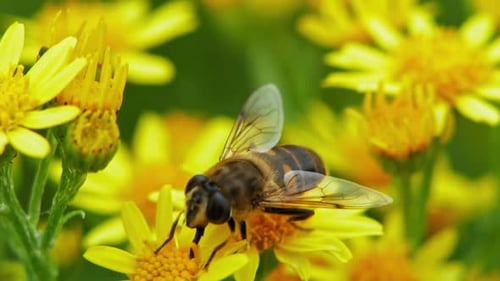 Honey Bee Feeding On The Pollen Of Yellow Ragwort Flowers At The Field. close up