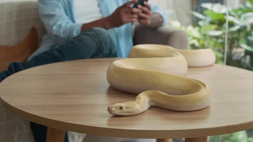 Albino Python ruht auf dem Tisch, während der Besitzer vor verschwommenem Hintergrund auf das Telefon schaut