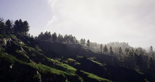 Mountain Landscape with Dense Pine Trees and Rolling Hills During Daylight