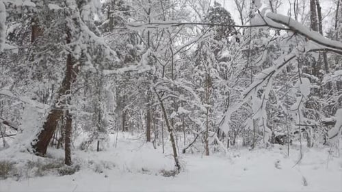 Walking Through a Beautiful Winter Forest Fresh Snow and Trees