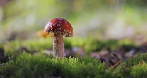 Fly agaric Mushroom In a forest.