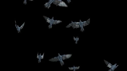 Realistic Flock of Crows Flying Animated Overlay