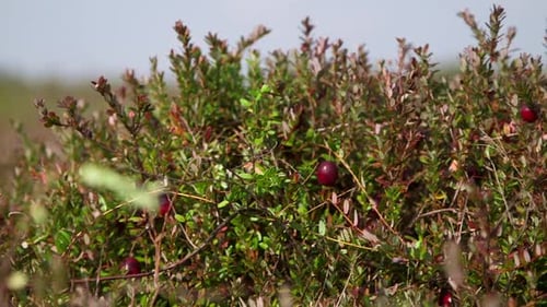 Big Red Cranberries in a Bush in the Swamp.