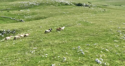 Große Herde von Wildpferden galoppiert schnell über ein grünes Grasfeld