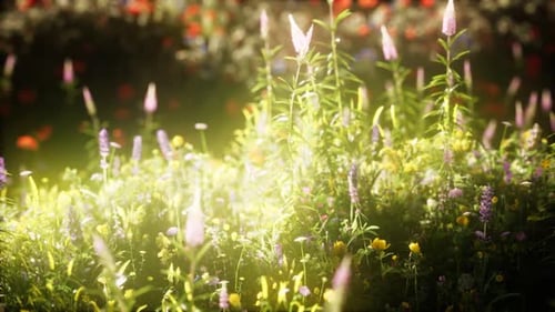 Wild Flowers in the Field