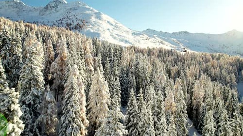 Aerial view of a freshly snow-covered forest in the Alps with wooden huts in the sunrise