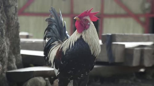 Rooster looking at something in slow motion