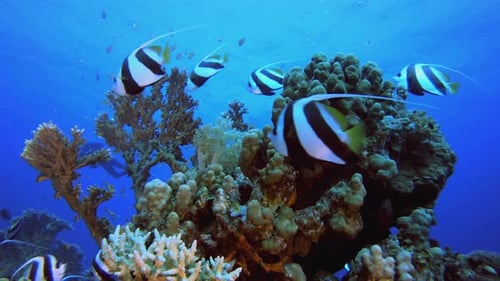 Tropical Underwater Reef Sea Fish