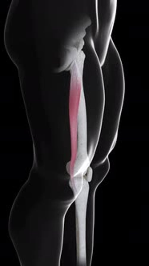 Gracilis Muscle Movement Side View Vertical Video