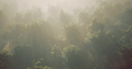 Misty Morning Light Dances Over Lush Green Trees in a Tranquil Forest
