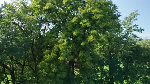 Tree branches sway in wind, aerial drone view, nobody, nature and countryside greenery