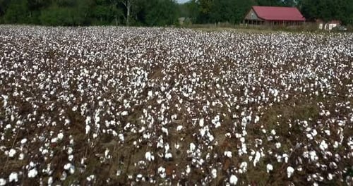 Flying over a cotton field in southern Alabama