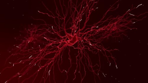 Nerve Cells Signal Pass