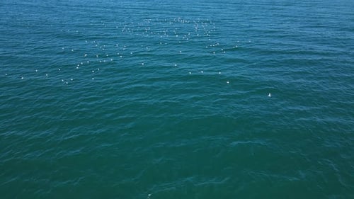 Aerial View Of Seabirds Floating And Relaxing On Blue Sea At Daytime.