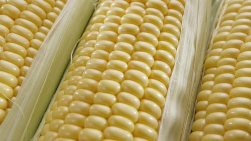 Close-up shot of ripe corn heads with corn whiskers and leaves.