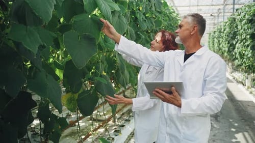 Two Scientists Researchers Study the Growth of Cucumber Plants in a Huge Greenhouse Plantation