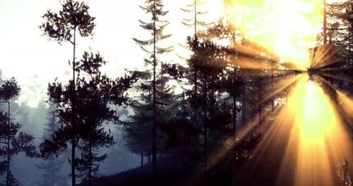 Sunrise Over a Dense Forest with Rays of Light Filtering Through Trees