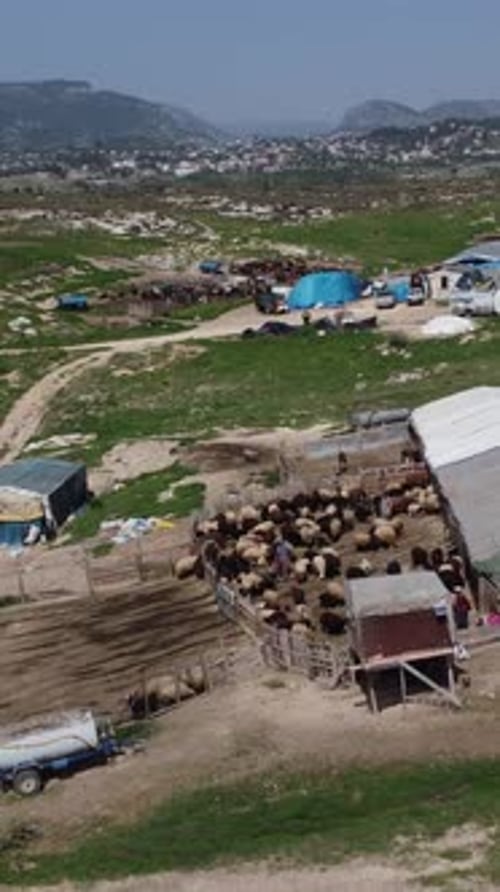 Aerial Drone View Sheep Farms