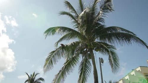 Tracking-Aufnahme einer tropischen Palmensilhouette mit Sonneneruption auf Meerwasser