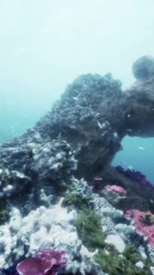 Colorful Fish Swimming in a Vibrant Coral Reef Underwater