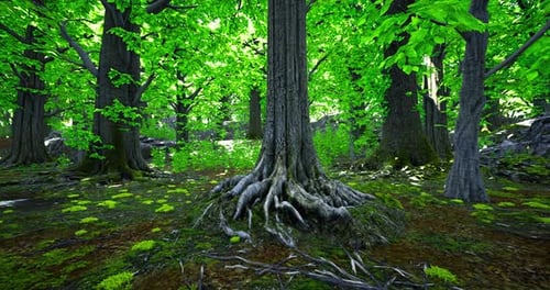 Lush Green Forest with Towering Trees and Vibrant Foliage During Daytime