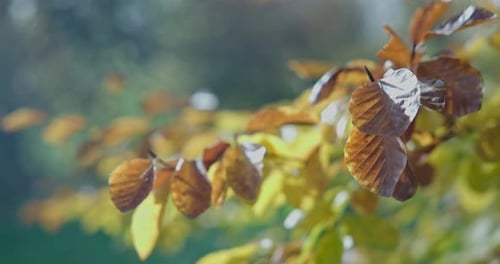 Yellowed Autumn Leaves on a Tree Branch in a Park or Forest on an Autumn Day
