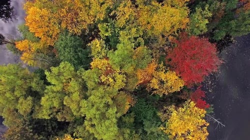 Camera Flies Over the Island with Trees on the Lake in The