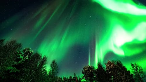 Hypnotic green aurora borealis dancing in night sky viewed over trees, timelapse