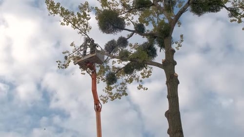 Deux travailleurs de service coupant de grandes branches d'arbres à l'aide d'une tronçonneuse depuis une plate-forme de grue élévatrice