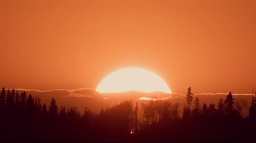 Die große Sonne geht im Wald unter