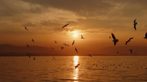 Tier Vogel Möwen fliegen im Sonnenuntergang 13