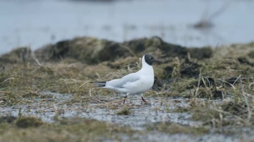 Black-headed gull walking in the field looking for food eating spring migration