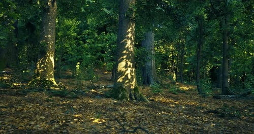 Sunlight Filtering Through Trees in a Tranquil Forest Setting
