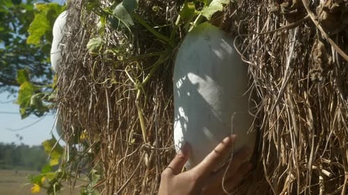 Gourde frêne mûre touchant à la main dans une ferme biologique