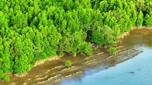 Lush Tropical Forest and River Aerial View