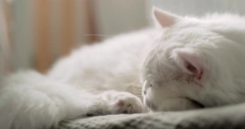 Fluffy White Cat Sleeping Peacefully on Blanket